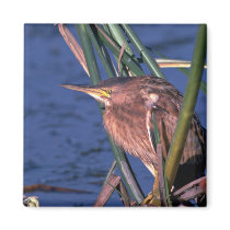Little Bittern Fridge Magnets
