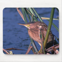 Little Bittern Mouse Pad