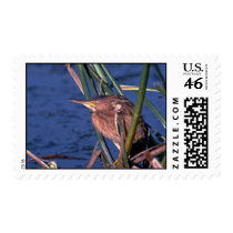 Little Bittern Postage Stamp