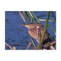Little Bittern Postcards