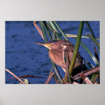 Little Bittern Poster
