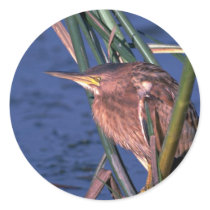 Little Bittern Stickers