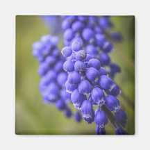 Little Blue Buds Refrigerator Magnets