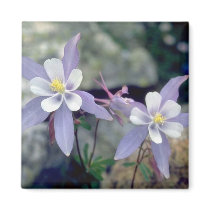Little blue Flowers magnets