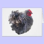Little Blue Frizzle Cochin Rooster cards