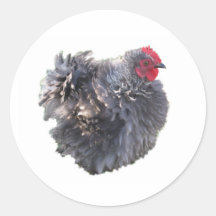 Little Blue Frizzle Cochin Rooster Stickers