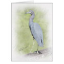 Little blue heron cards