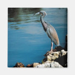Little blue heron fridge magnets