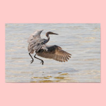 Little Blue Heron in Flight on Canvas Print posters