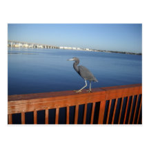 Little Blue Heron Post Card
