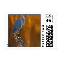 Little Blue Heron Postage Stamp
