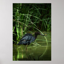 Little Blue Heron Poster Print