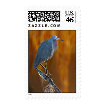 Little Blue Heron & Spider Web Postage