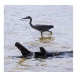 Little Blue Heron, Version C Poster Little Blue Heron, Version C Poster