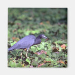 Little Blue Heron with crayfish Refrigerator Magnet