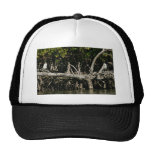 Little blue herons on mangrove roots hats