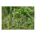Little blue wildflowers card