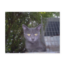 Little Boy Blue postcards