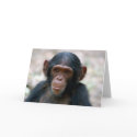 Little Boy cards by ApeArt Little Boy cards