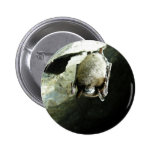 Little brown bat affected by White-nose syndrome Pinback Button