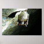 Little brown bat affected by White-nose syndrome posters