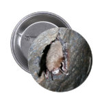 Little-brown bat displaying White-nose syndrome Pin