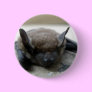 Little brown bat (Myotis lucifugus) Pin