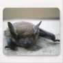 Little brown bat (Myotis lucifugus)
