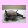 Little brown bat (Myotis lucifugus)