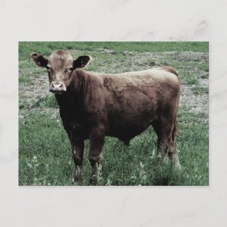 Little Brown Cow postcard