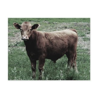 Little Brown Cow postcard