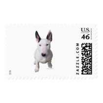 Little Bull Terrier Postage Stamp