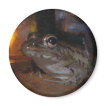 LITTLE BULLFROG FRIDGE MAGNET