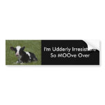 Little Calf Bumper Stickers