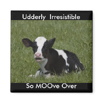 Little Calf Magnet
