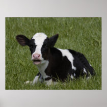 Little Calf Posters