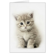 LITTLE CAT cards