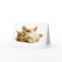 LITTLE CAT cards