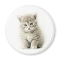 LITTLE CAT magnets