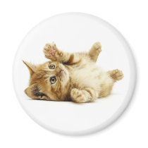 LITTLE CAT magnets