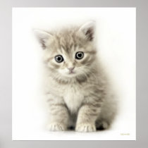 LITTLE CAT posters