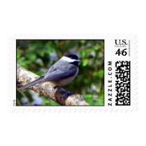 Little Chickadee stamps