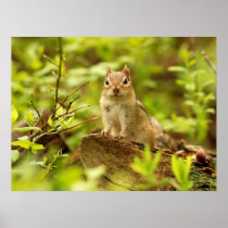 Little Chipmunk on the Lookout Poster
