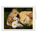 little Daisy Bear cards
