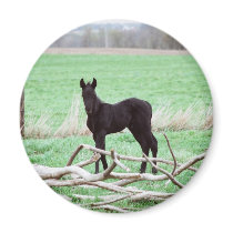Little Dark Colt magnets by knotth Little Dark Colt magnets