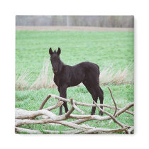 Little Dark Colt magnets by knotth Little Dark Colt magnets