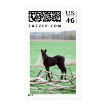 Little Dark Colt postage by knotth Little Dark Colt postage