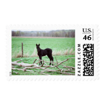 Little Dark Colt postage by knotth Little Dark Colt postage