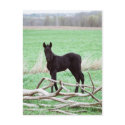 Little Dark Colt postcards