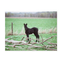 Little Dark Colt postcards by knotth Little Dark Colt postcards